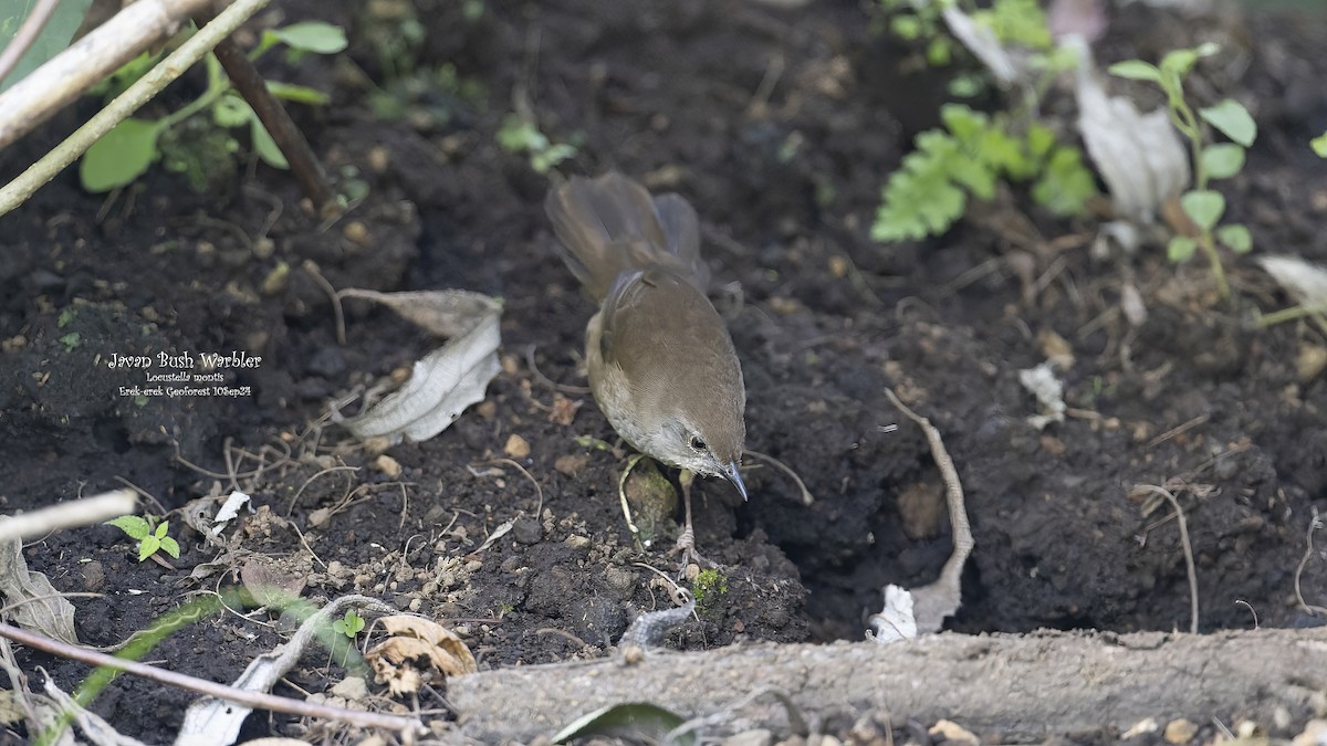 Javan Bush Warbler (Javan) - ML624340680