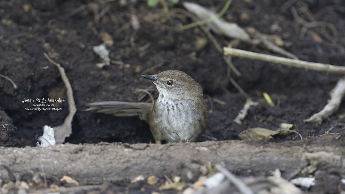 Javan Bush Warbler (Javan) - ML624340681