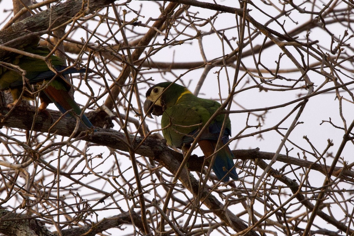 Yellow-collared Macaw - ML624340683