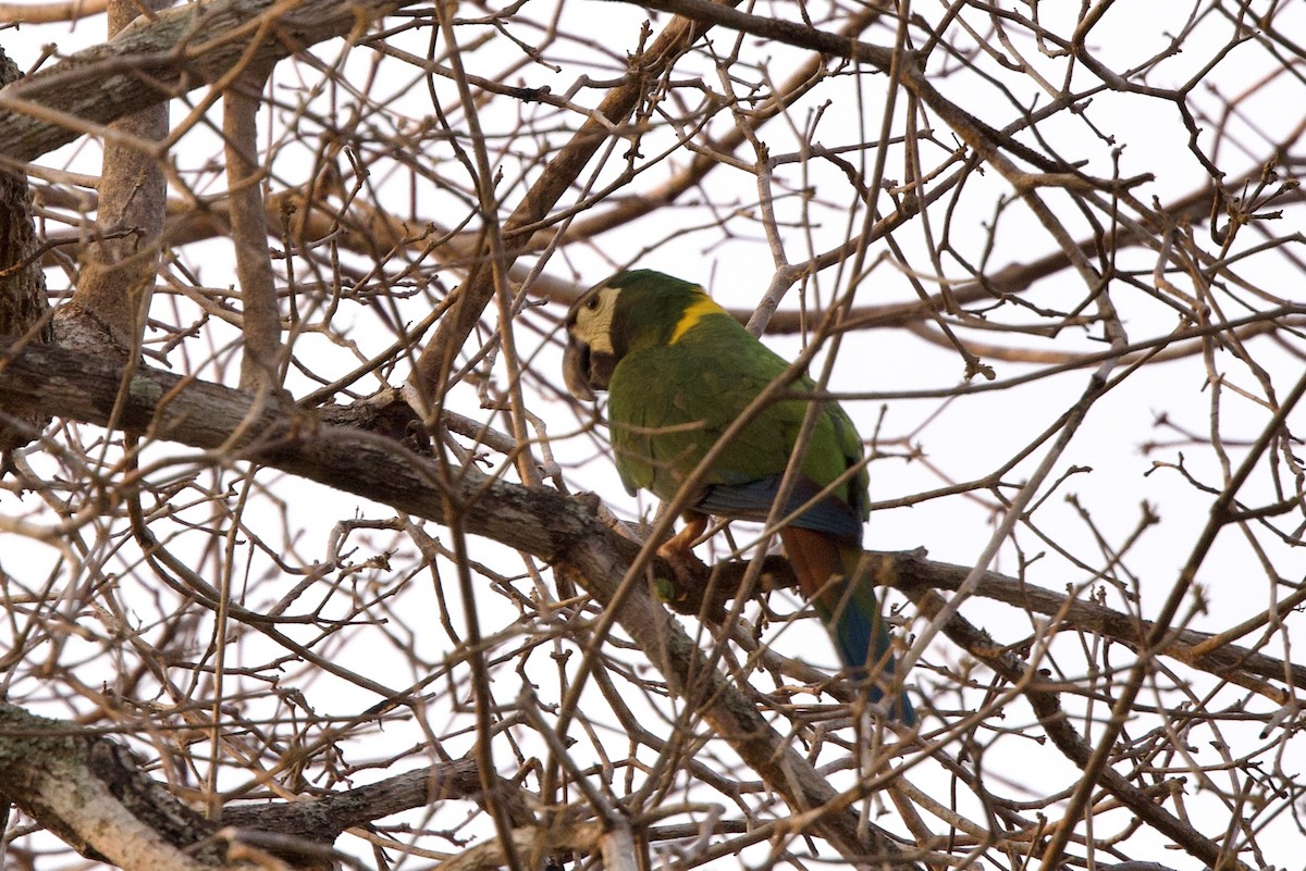 Yellow-collared Macaw - ML624340684