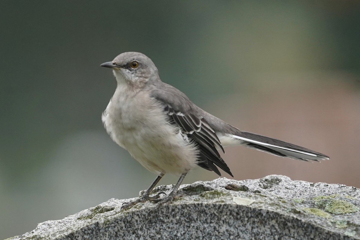 Northern Mockingbird - ML624340745