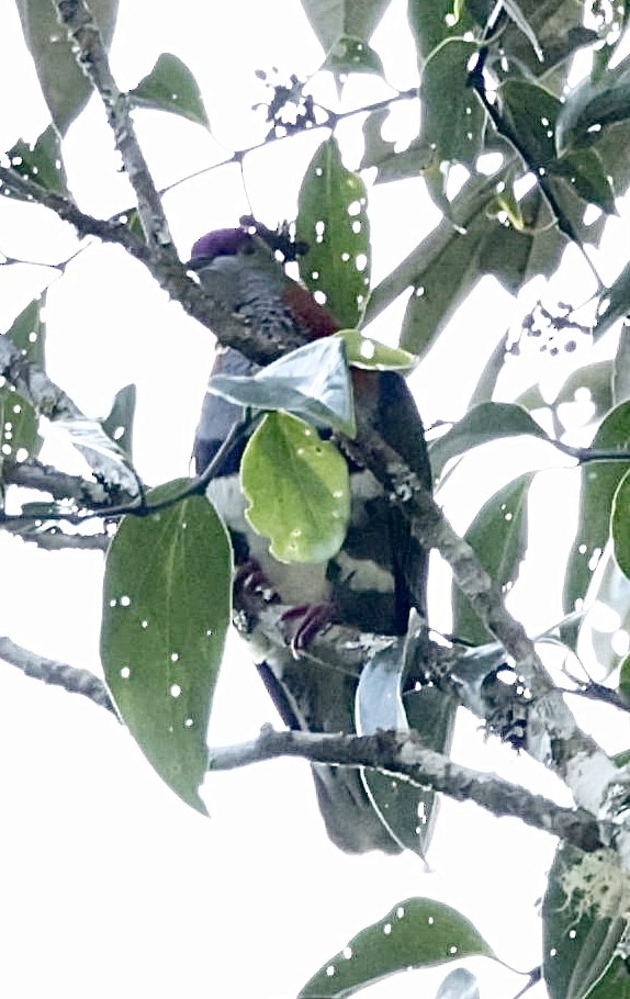 Superb Fruit-Dove - ML624340879