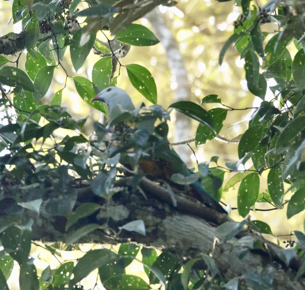 Wompoo Fruit-Dove - ML624340895