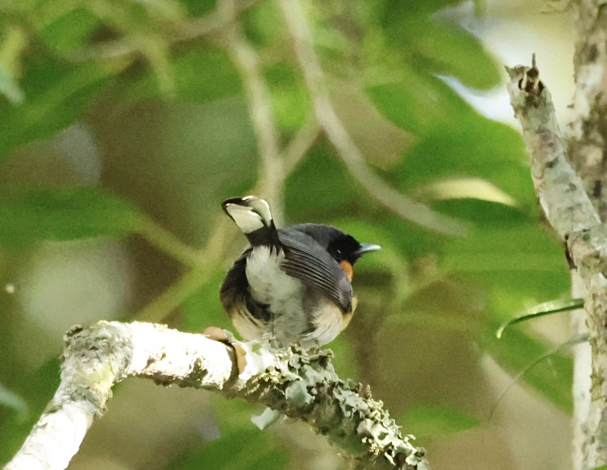 Spectacled Monarch - ML624340897