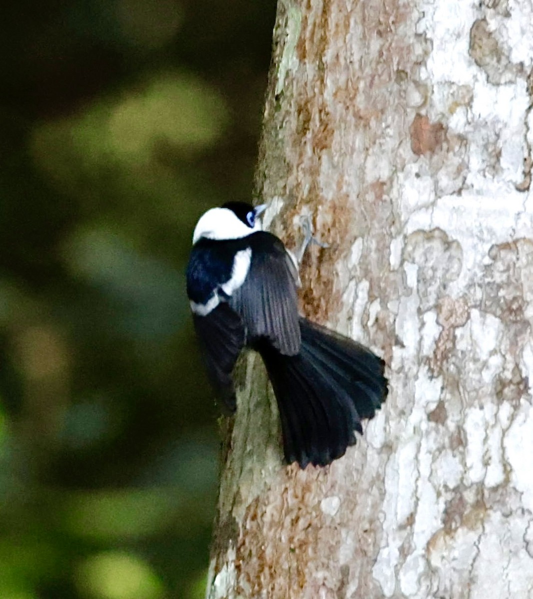 Pied Monarch - ML624340902