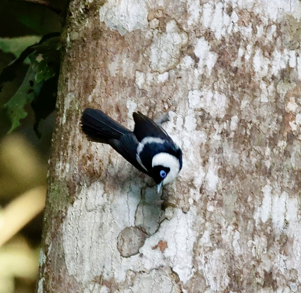 Pied Monarch - ML624340904