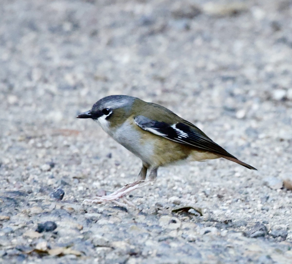 Gray-headed Robin - ML624340946