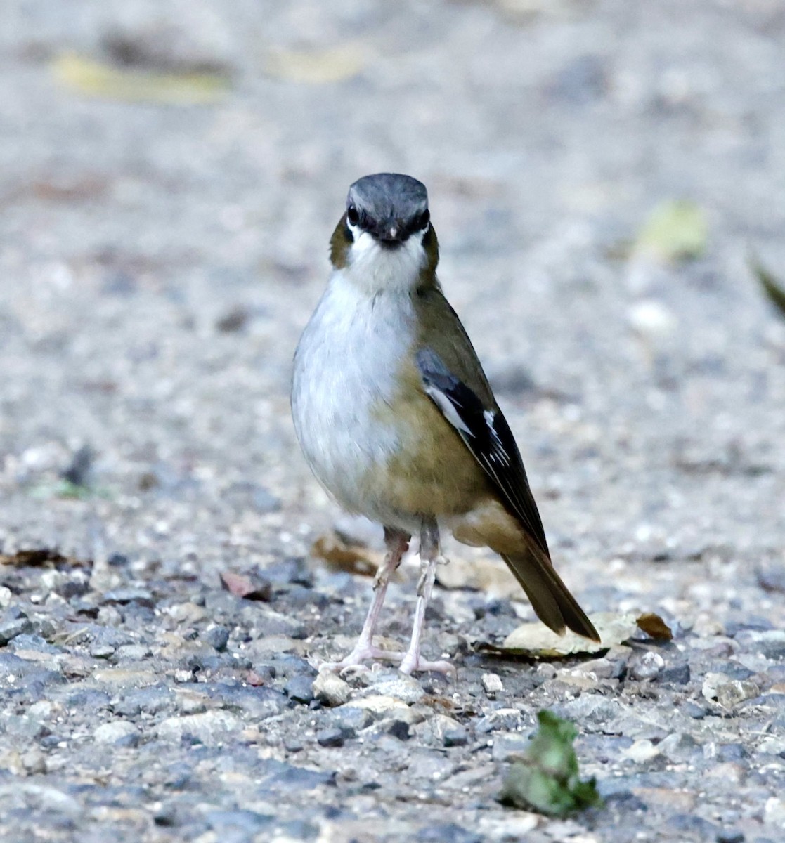 Gray-headed Robin - ML624340947