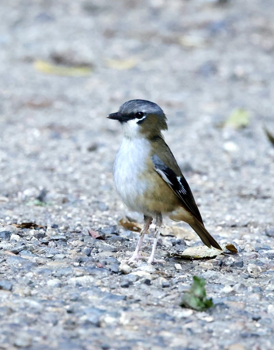 Gray-headed Robin - ML624340948