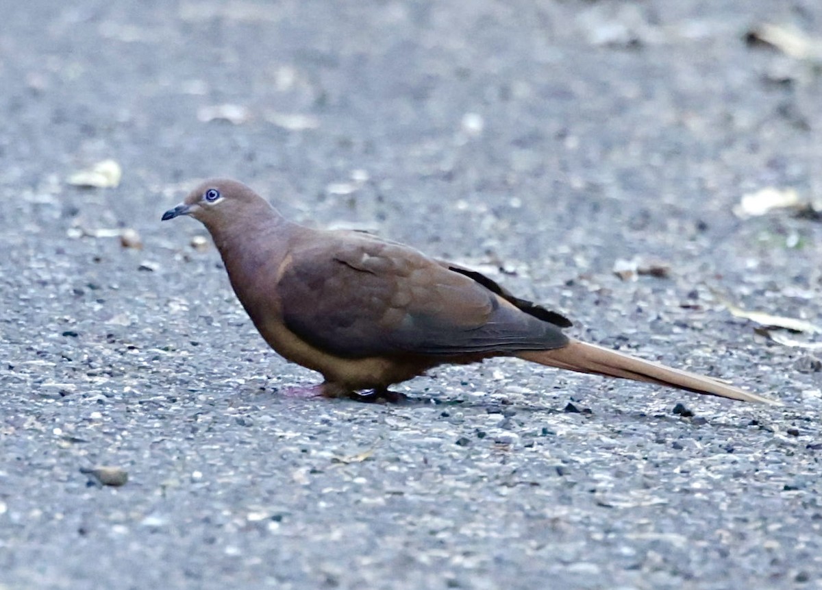 Brown Cuckoo-Dove - ML624340953