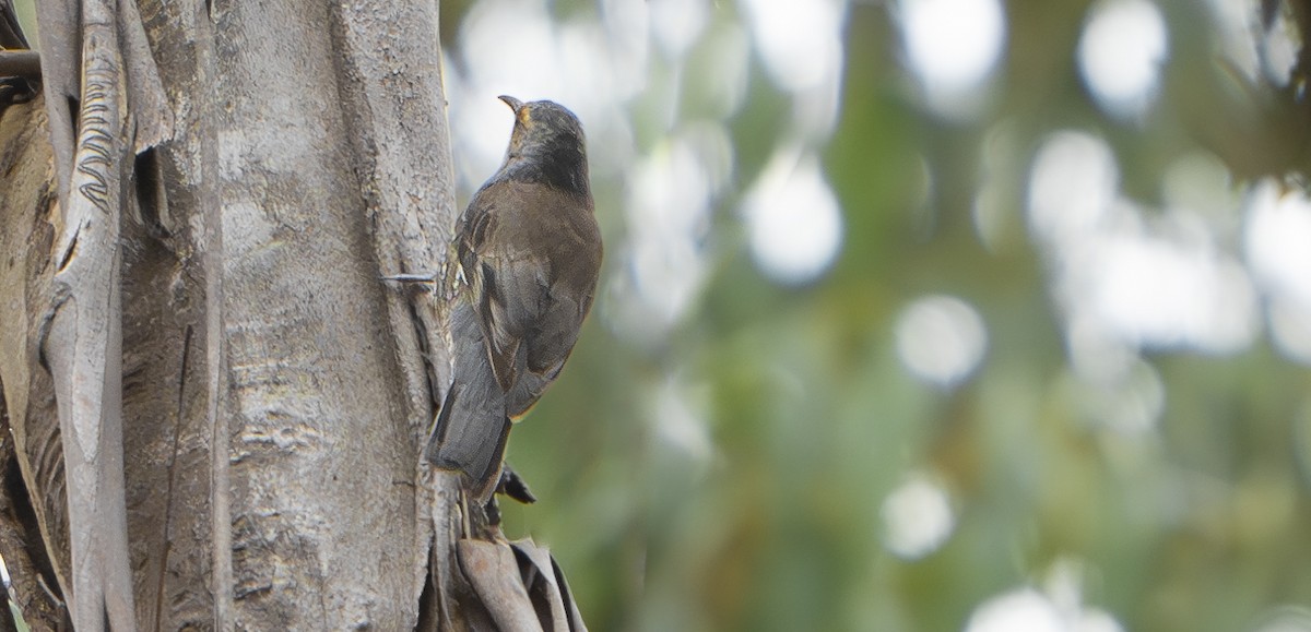 Red-browed Treecreeper - ML624341041