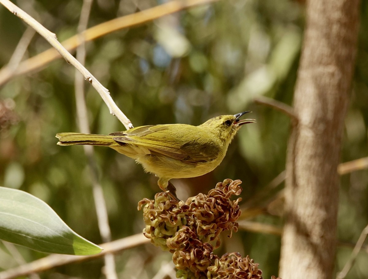 Yellow Honeyeater - ML624341086