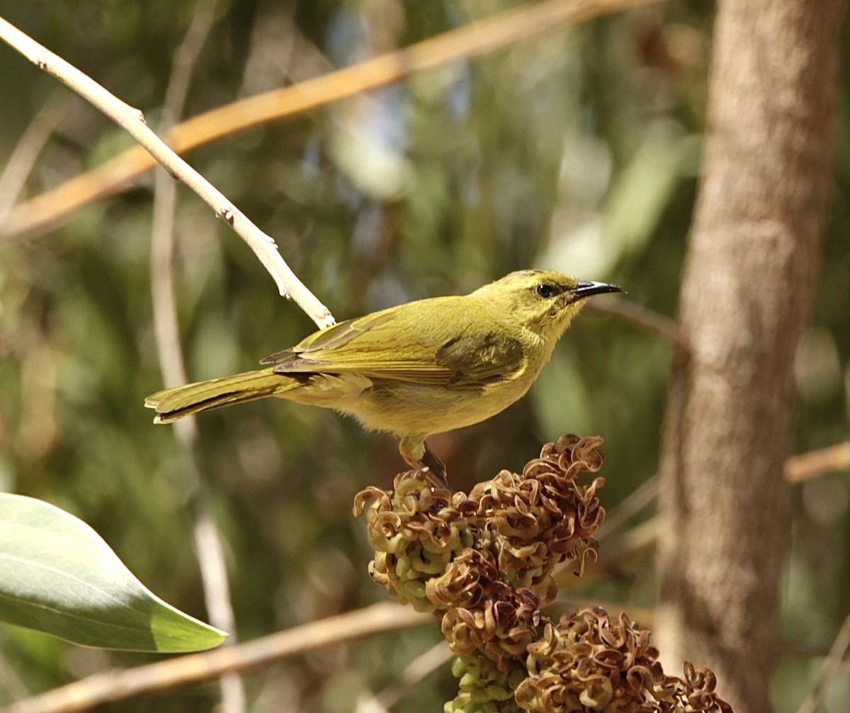 Yellow Honeyeater - ML624341094