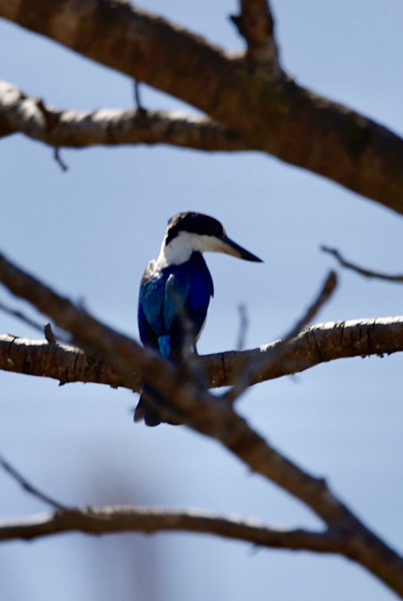 Forest Kingfisher - ML624341210