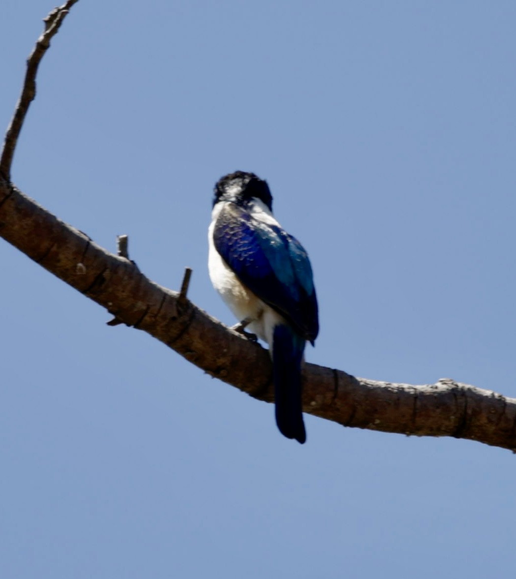 Forest Kingfisher - ML624341211