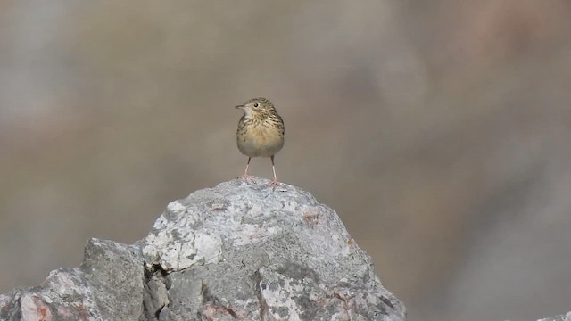 Hellmayr's Pipit - ML624341256
