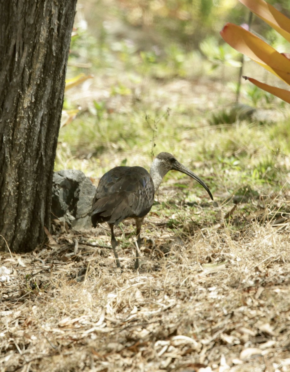 Straw-necked Ibis - ML624341402