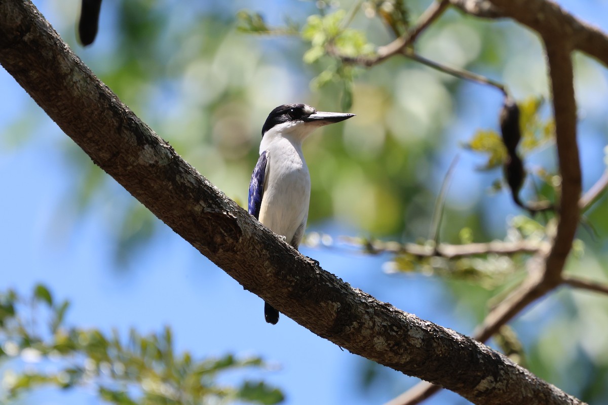 Forest Kingfisher - ML624341418