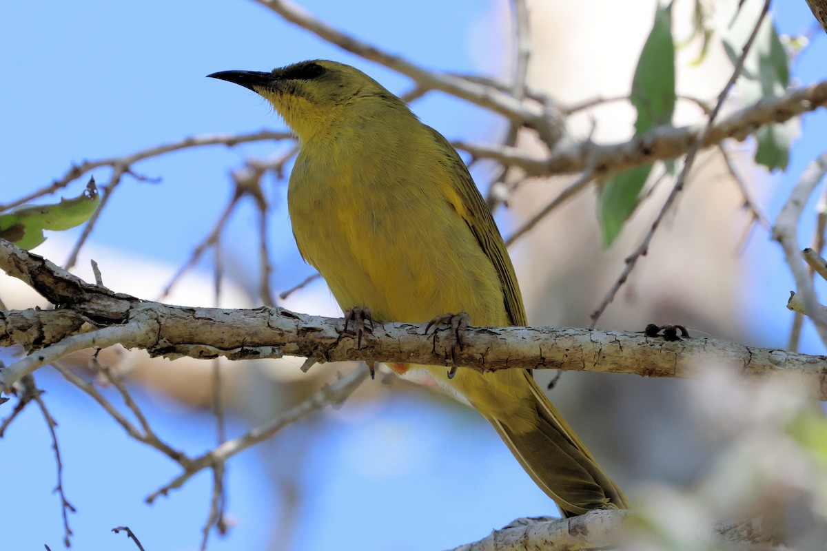 Yellow Honeyeater - ML624341447