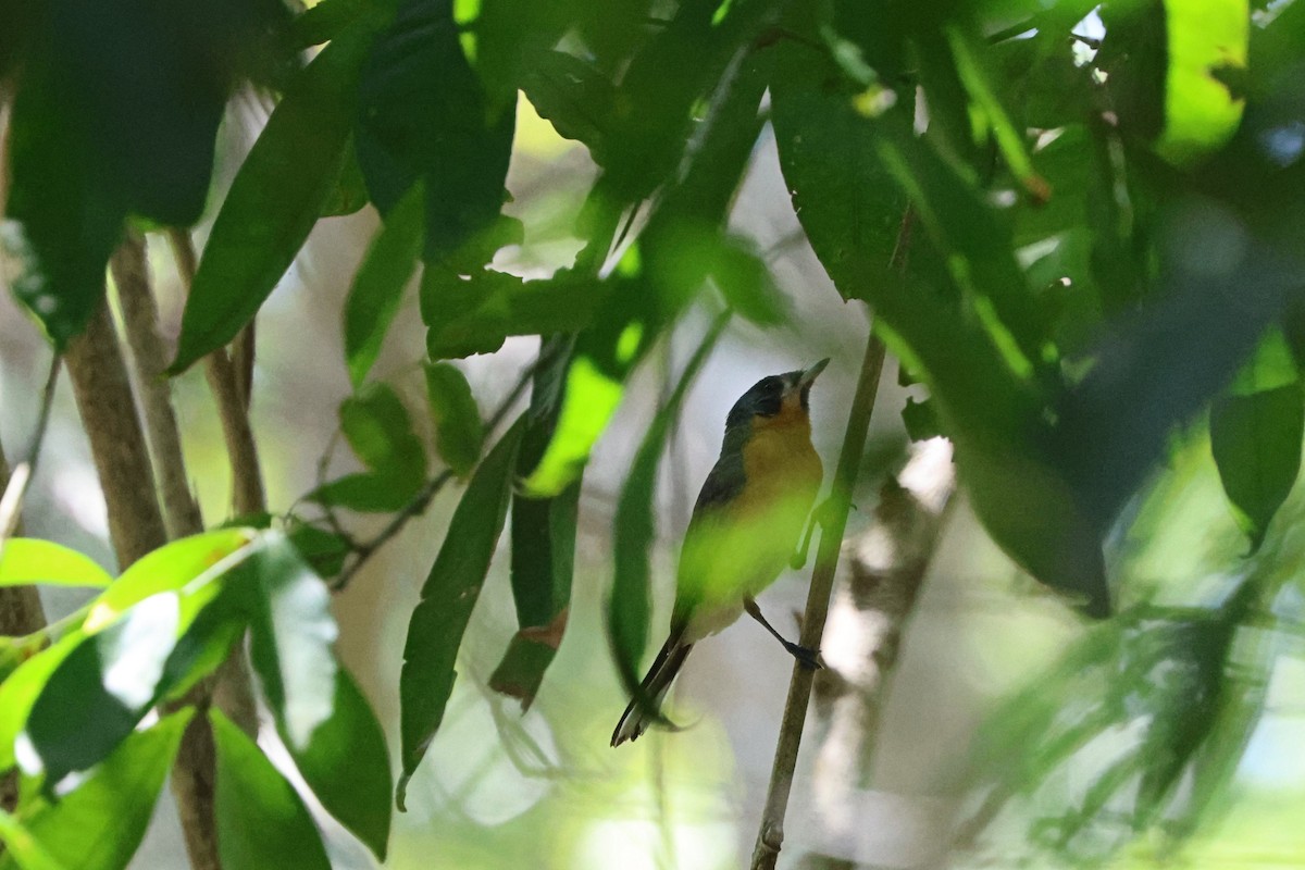 Monarca de Anteojos - ML624341467