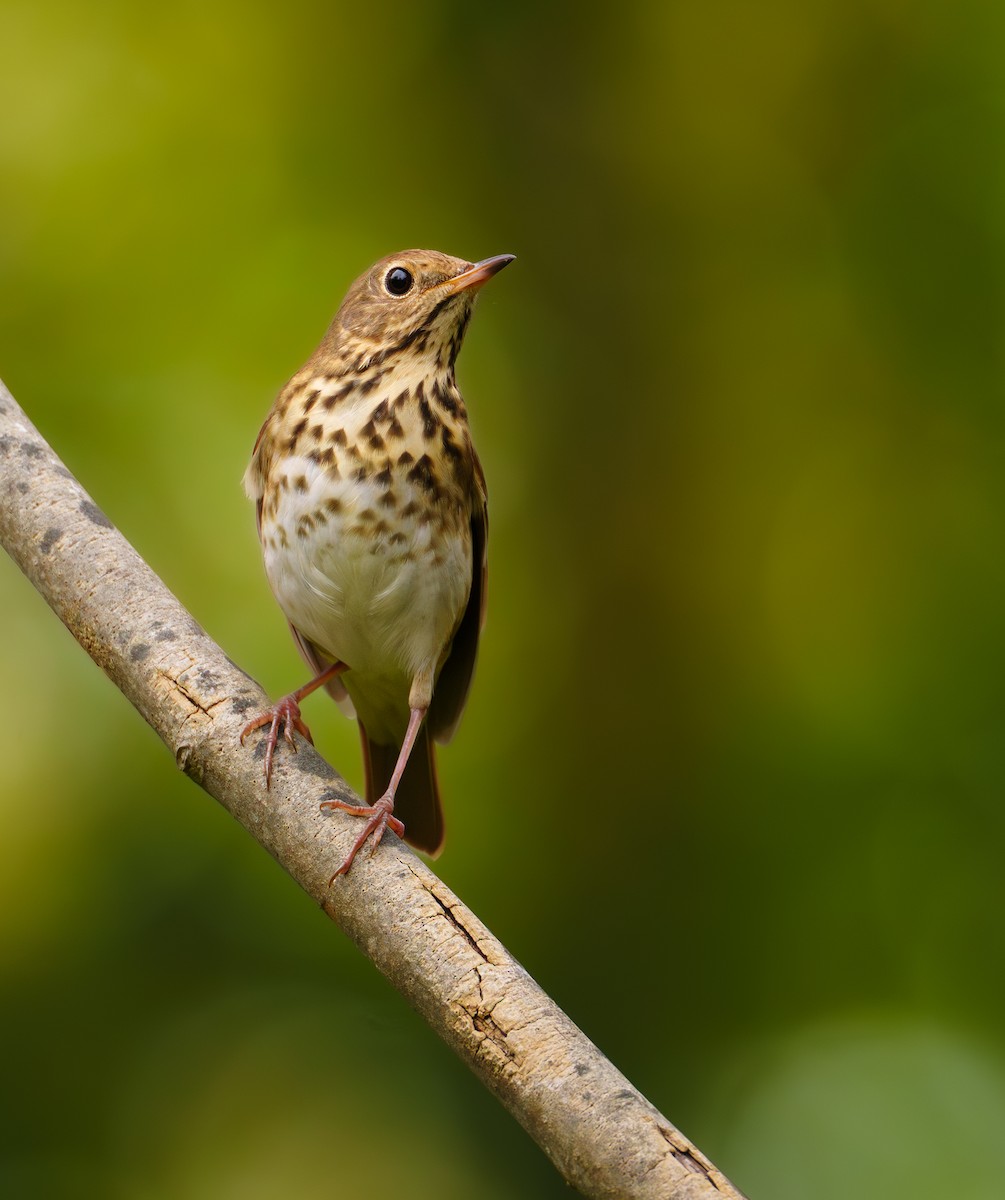 Hermit Thrush - ML624341526