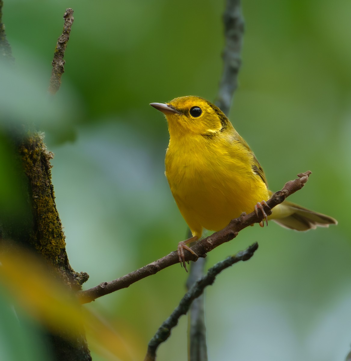 Hooded Warbler - ML624341533