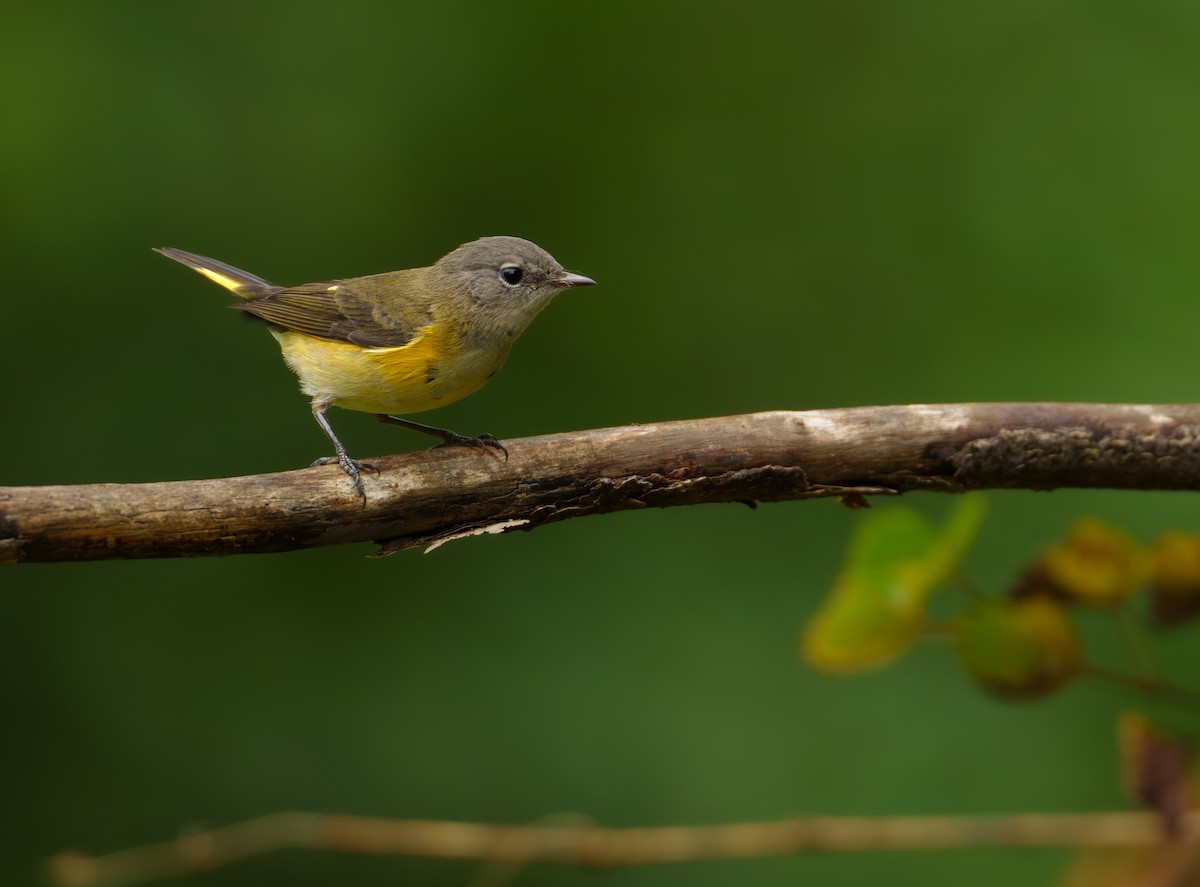 American Redstart - ML624341534