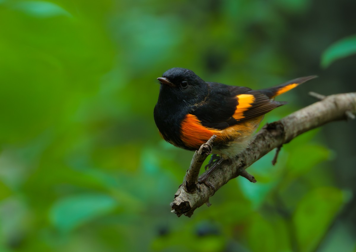 American Redstart - ML624341535