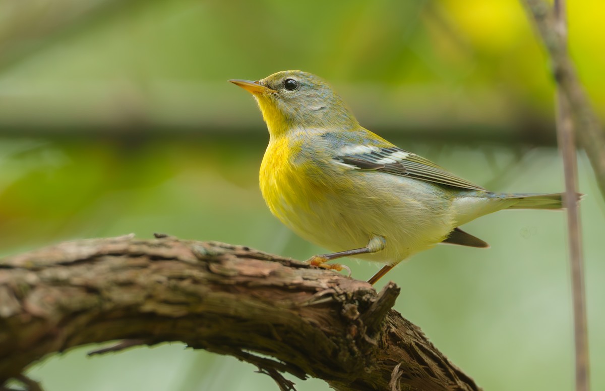 Northern Parula - ML624341537