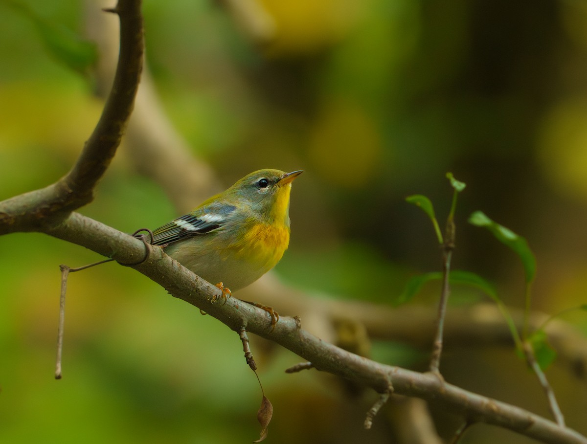 Northern Parula - ML624341538