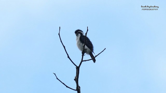 Pied Falconet - ML624341673
