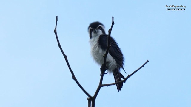 Pied Falconet - ML624341674
