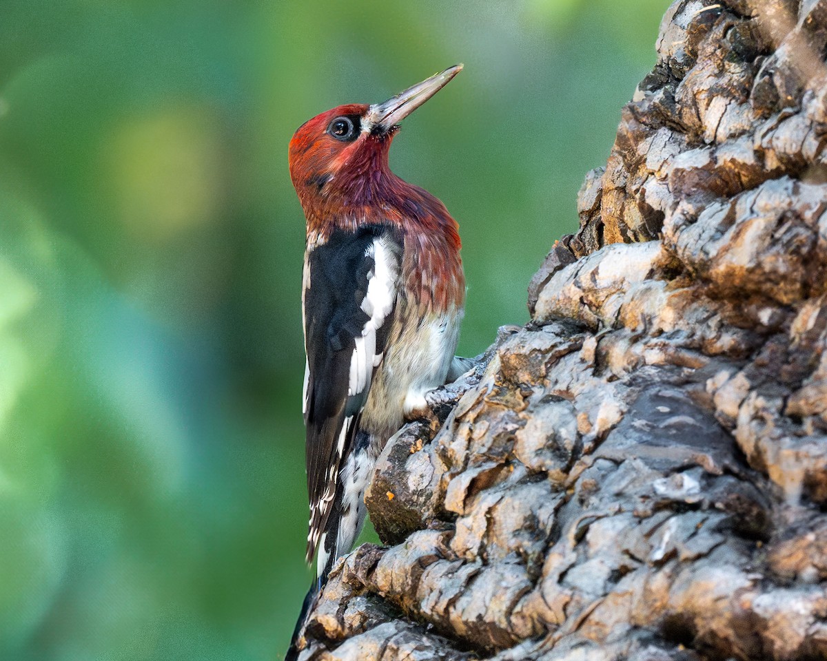 Red-breasted Sapsucker - ML624341922