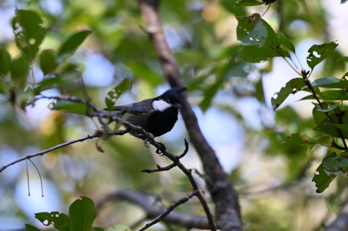 Rufous-naped Tit - ML624341942