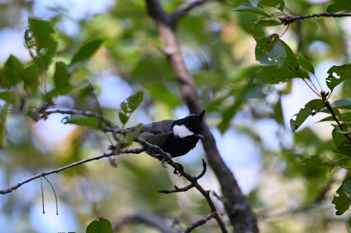 Rufous-naped Tit - ML624341943