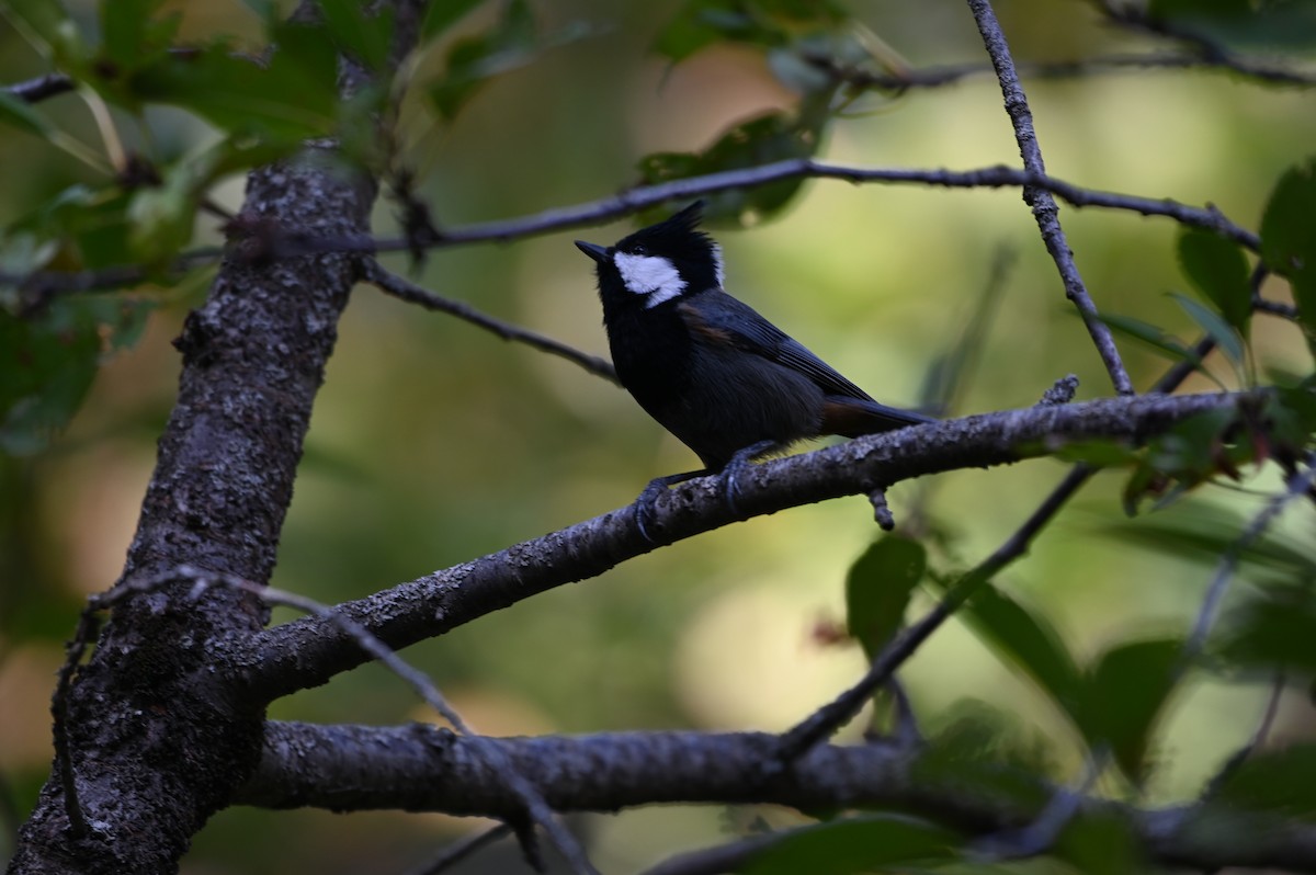 Rufous-naped Tit - ML624341944