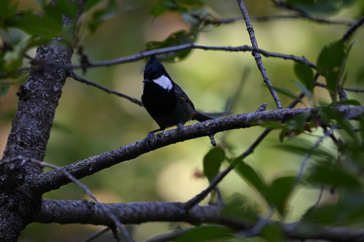 Rufous-naped Tit - ML624341945