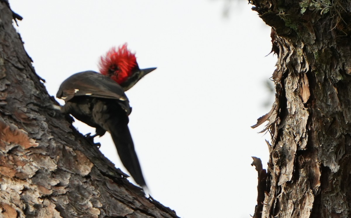 Pileated Woodpecker - ML624342103