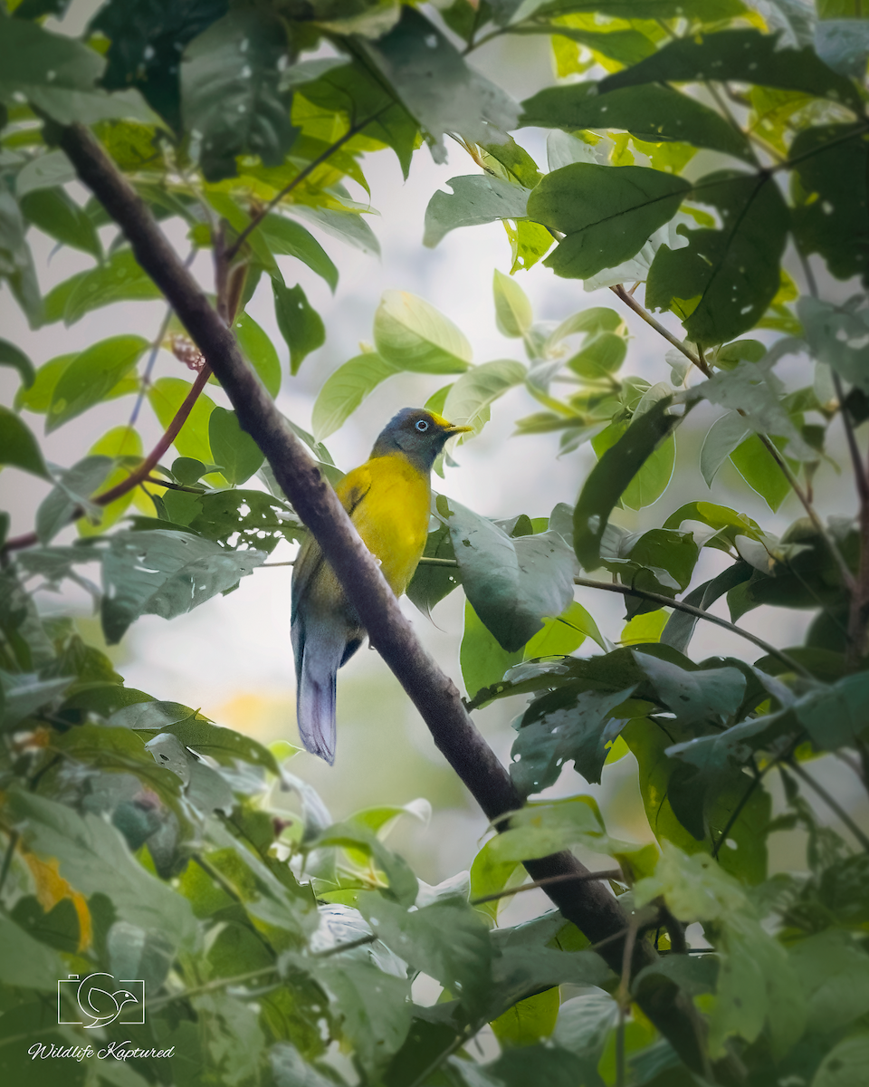 Bulbul Cabecigrís - ML624342225