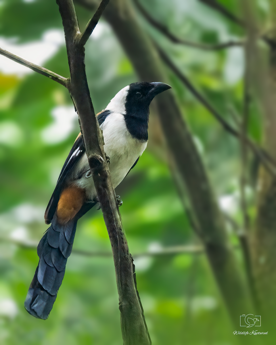 White-bellied Treepie - ML624342232