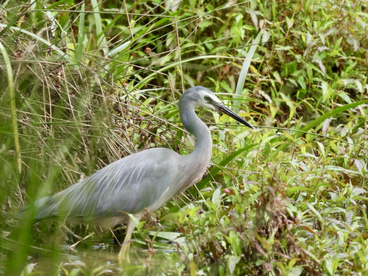 White-faced Heron - Anita Thamm