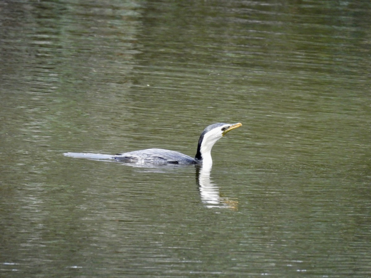 Little Pied Cormorant - ML624342438