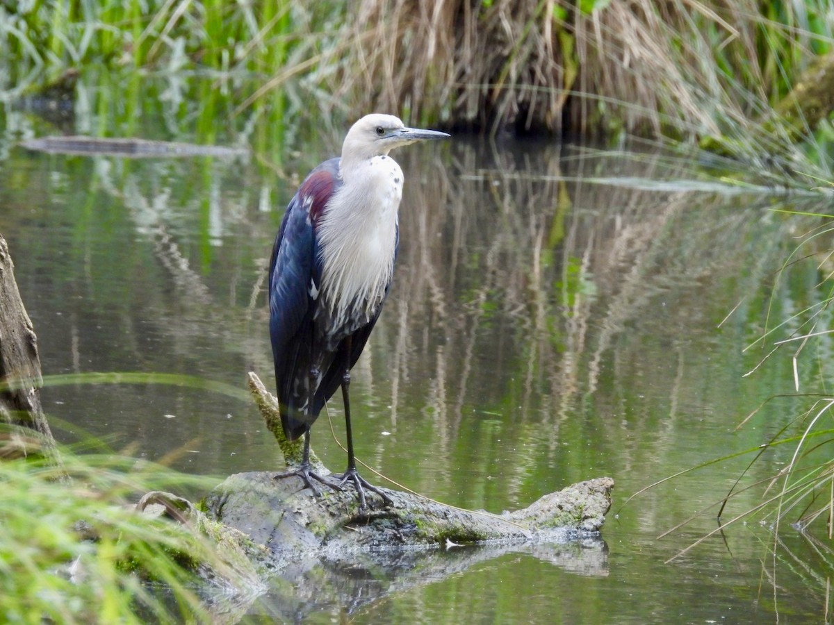 Pacific Heron - ML624342444