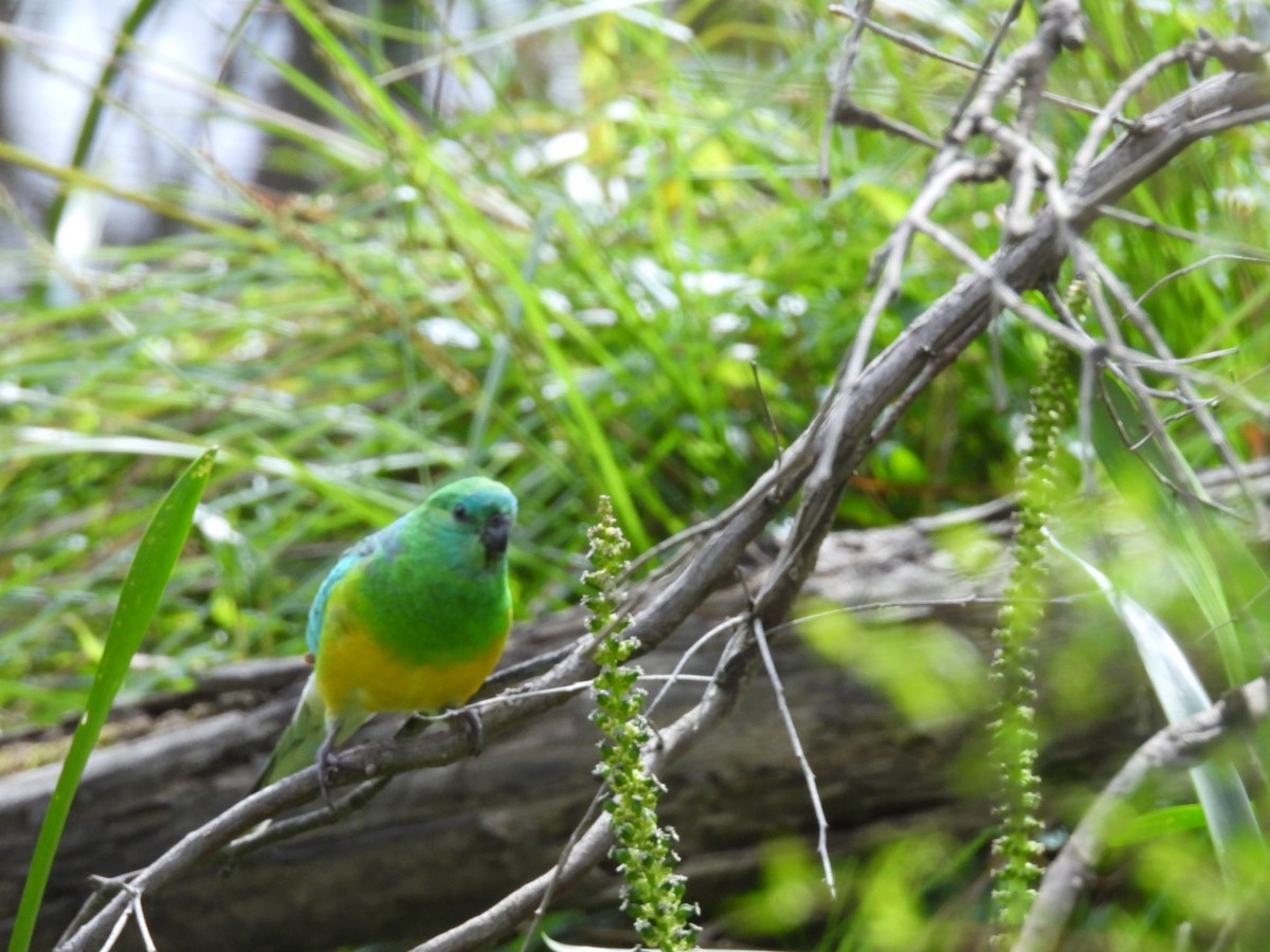 Red-rumped Parrot - ML624342446