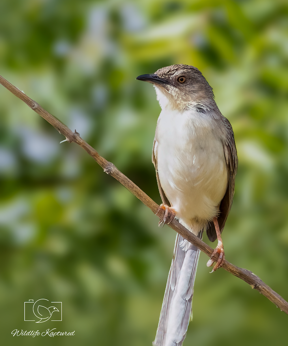 Jungle Prinia - ML624342515