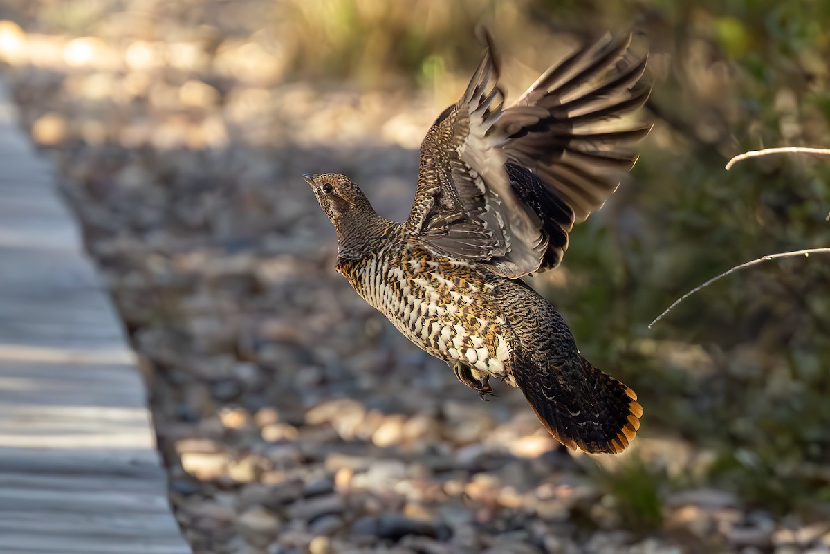 Spruce Grouse - ML624342523