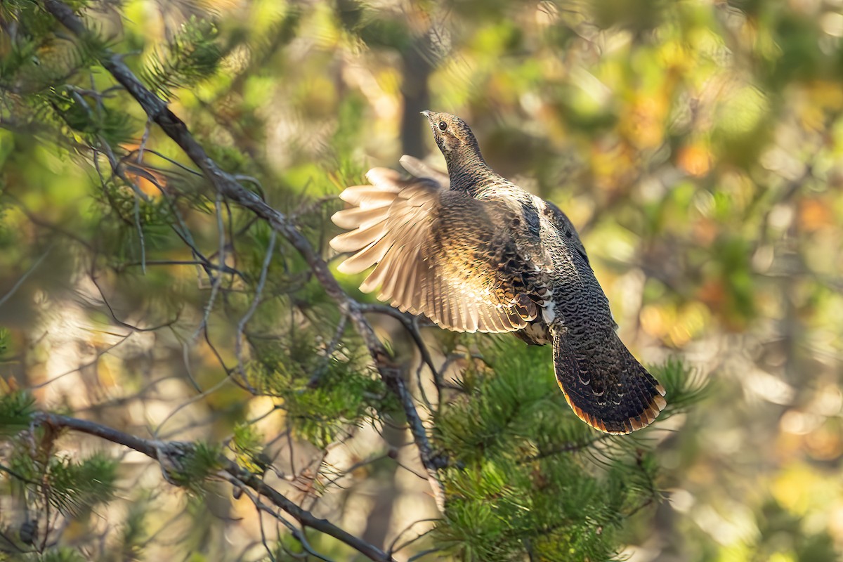 Spruce Grouse - ML624342524