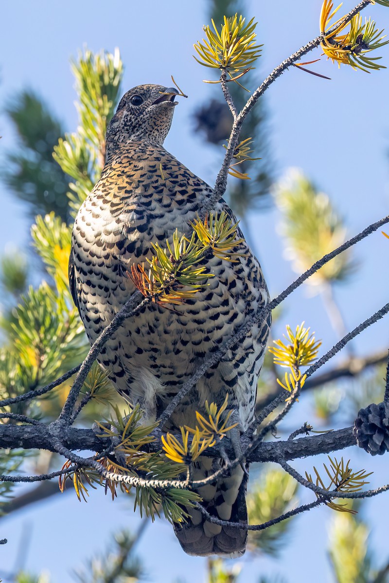 Spruce Grouse - ML624342525