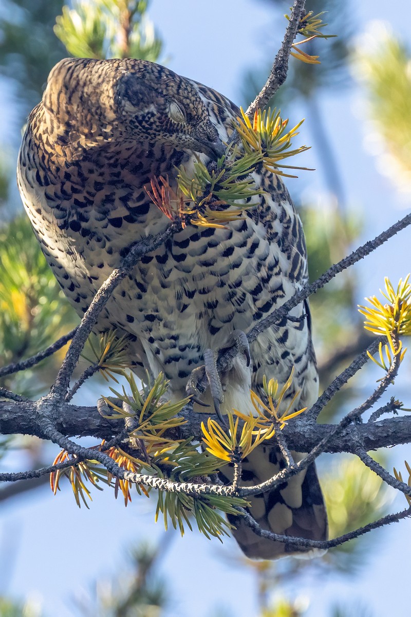 Spruce Grouse - ML624342526