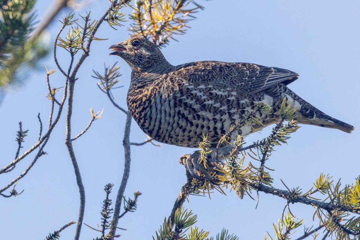 Spruce Grouse - ML624342527